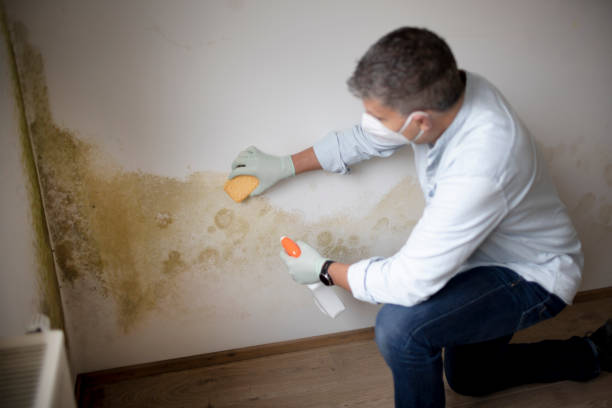 Best Black Mold Removal  in New Market, MD