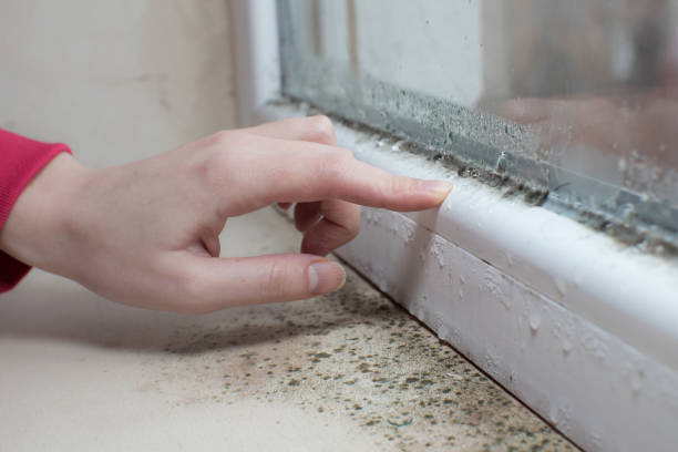 Best Black Mold Removal  in New Market, MD